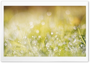 Wet Grass, Bokeh Ultra HD Wallpaper for 4K UHD Widescreen desktop, tablet & smartphone