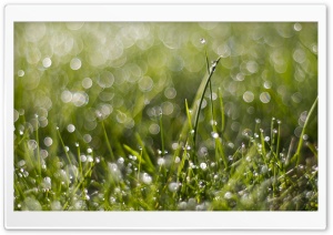 Wet Grass Bokeh Ultra HD Wallpaper for 4K UHD Widescreen desktop, tablet & smartphone