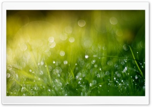 Wet Grass Bokeh, Summer Ultra HD Wallpaper for 4K UHD Widescreen desktop, tablet & smartphone