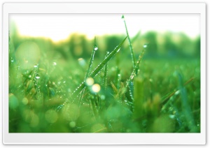 Wet Grass In the Morning 4K UHD Wallpaper for Widescreen and UltraWide Desktop, UltraHD TV, Smartphone, Tablet