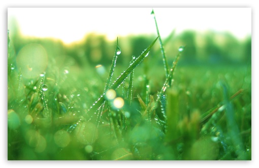 Wet Grass In the Morning UltraHD Wallpaper for HD 16:9 ; Widescreen 16:10 5:3 ; Fullscreen 4:3 5:4 3:2 ; Tablet 1:1 ; Mobile 3:5 3:4 ;