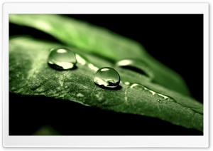 Wet Green Leaf, Macro Ultra HD Wallpaper for 4K UHD Widescreen desktop, tablet & smartphone