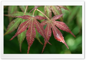 Wet Japanese Maple Leaves Ultra HD Wallpaper for 4K UHD Widescreen desktop, tablet & smartphone