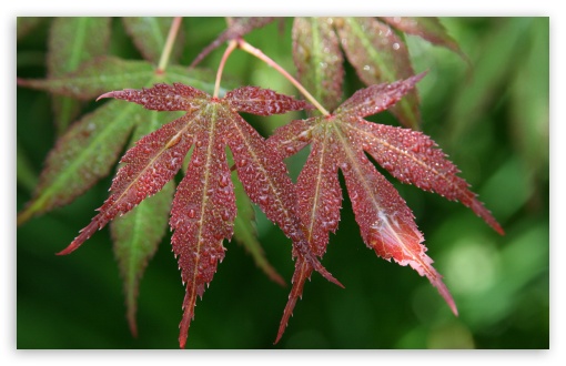 Wet Japanese Maple Leaves UltraHD Wallpaper for UHD 16:9 2160p 1440p 1080p 900p 720p ; 8K UHD TV 16:9 Ultra High Definition 2160p 1440p 1080p 900p 720p ; Widescreen 16:10 5:3 WHXGA WQXGA WUXGA WXGA WGA ; Fullscreen 4:3 5:4 3:2 UXGA XGA SVGA QSXGA SXGA DVGA HVGA HQVGA ( Apple PowerBook G4 iPhone 4 3G 3GS iPod Touch ) ;