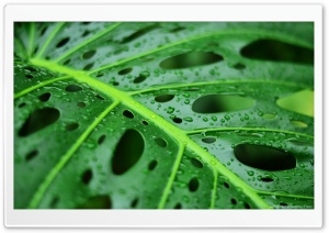 Wet Leaf Ultra HD Wallpaper for 4K UHD Widescreen desktop, tablet & smartphone