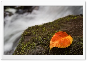 Wet Leaf And Moss Ultra HD Wallpaper for 4K UHD Widescreen desktop, tablet & smartphone