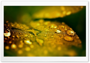 Wet Leaf, Bokeh Ultra HD Wallpaper for 4K UHD Widescreen desktop, tablet & smartphone