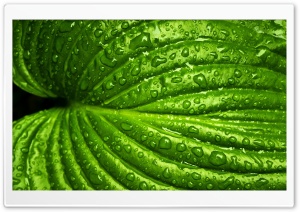 Wet Leaf, Macro Ultra HD Wallpaper for 4K UHD Widescreen desktop, tablet & smartphone