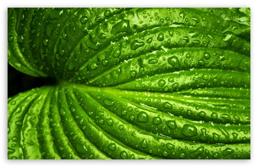 Wet Leaf, Macro UltraHD Wallpaper for Wide 16:10 5:3 Widescreen WHXGA WQXGA WUXGA WXGA WGA ; 8K UHD TV 16:9 Ultra High Definition 2160p 1440p 1080p 900p 720p ; UHD 16:9 2160p 1440p 1080p 900p 720p ; Standard 4:3 5:4 3:2 Fullscreen UXGA XGA SVGA QSXGA SXGA DVGA HVGA HQVGA ( Apple PowerBook G4 iPhone 4 3G 3GS iPod Touch ) ; Smartphone 5:3 WGA ; Tablet 1:1 ; iPad 1/2/Mini ; Mobile 4:3 5:3 3:2 16:9 5:4 - UXGA XGA SVGA WGA DVGA HVGA HQVGA ( Apple PowerBook G4 iPhone 4 3G 3GS iPod Touch ) 2160p 1440p 1080p 900p 720p QSXGA SXGA ; Dual 16:10 5:3 16:9 4:3 5:4 WHXGA WQXGA WUXGA WXGA WGA 2160p 1440p 1080p 900p 720p UXGA XGA SVGA QSXGA SXGA ;