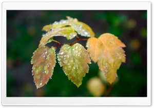 Wet Leaves Ultra HD Wallpaper for 4K UHD Widescreen desktop, tablet & smartphone