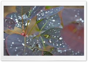 Wet Leaves Close Up Ultra HD Wallpaper for 4K UHD Widescreen desktop, tablet & smartphone