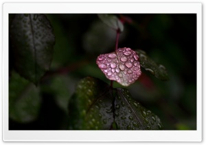 Wet Leaves Macro Ultra HD Wallpaper for 4K UHD Widescreen desktop, tablet & smartphone