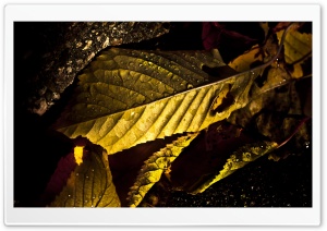 Wet Leaves Macro, Autumn Ultra HD Wallpaper for 4K UHD Widescreen desktop, tablet & smartphone