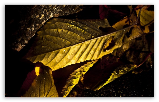 Wet Leaves Macro, Autumn UltraHD Wallpaper for UHD 16:9 2160p 1440p 1080p 900p 720p ; 8K UHD TV 16:9 Ultra High Definition 2160p 1440p 1080p 900p 720p ; Widescreen 16:10 5:3 WHXGA WQXGA WUXGA WXGA WGA ; Fullscreen 4:3 5:4 3:2 UXGA XGA SVGA QSXGA SXGA DVGA HVGA HQVGA ( Apple PowerBook G4 iPhone 4 3G 3GS iPod Touch ) ; Tablet 1:1 ;