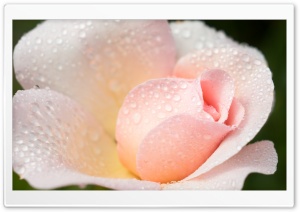 Wet Light Pink Rose Ultra HD Wallpaper for 4K UHD Widescreen desktop, tablet & smartphone