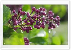 Wet Lilac Buds Ultra HD Wallpaper for 4K UHD Widescreen desktop, tablet & smartphone