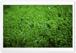 Wet Moss Ultra HD Wallpaper for 4K UHD Widescreen desktop, tablet & smartphone