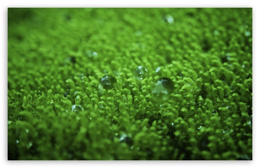 Wet Moss UltraHD Wallpaper for HD 16:9 ; UltraWide 32:10 ; Widescreen 16:10 5:3 ; Fullscreen 4:3 5:4 3:2 ; Tablet 1:1 ; Mobile 3:5 3:4 ; Dual 16:10 5:3 16:9 4:3 5:4 ;