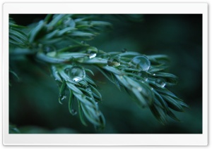 Wet Plant Ultra HD Wallpaper for 4K UHD Widescreen desktop, tablet & smartphone