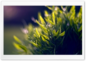 Wet Plant, Bokeh Ultra HD Wallpaper for 4K UHD Widescreen desktop, tablet & smartphone