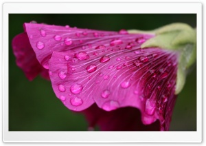 Wet Purple Flower Ultra HD Wallpaper for 4K UHD Widescreen desktop, tablet & smartphone