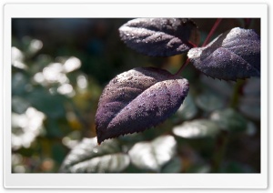 Wet Purple Leaves Ultra HD Wallpaper for 4K UHD Widescreen desktop, tablet & smartphone