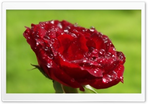 Wet Rose Ultra HD Wallpaper for 4K UHD Widescreen desktop, tablet & smartphone