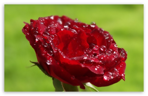 Wet Rose UltraHD Wallpaper for UHD 16:9 2160p 1440p 1080p 900p 720p ; 8K UHD TV 16:9 Ultra High Definition 2160p 1440p 1080p 900p 720p ; Widescreen 16:10 5:3 WHXGA WQXGA WUXGA WXGA WGA ; Fullscreen 4:3 5:4 3:2 UXGA XGA SVGA QSXGA SXGA DVGA HVGA HQVGA ( Apple PowerBook G4 iPhone 4 3G 3GS iPod Touch ) ; Tablet 1:1 ;