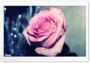 Wet Rose Petals Ultra HD Wallpaper for 4K UHD Widescreen desktop, tablet & smartphone