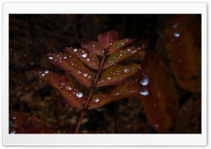Wet Rust Colored Leaves Ultra HD Wallpaper for 4K UHD Widescreen desktop, tablet & smartphone