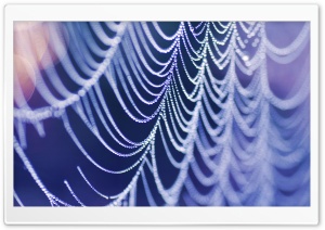 Wet Spider Web Ultra HD Wallpaper for 4K UHD Widescreen desktop, tablet & smartphone