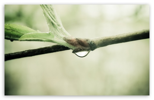 Wet Twig Macro UltraHD Wallpaper for HD 16:9 ; Widescreen 16:10 5:3 ; Fullscreen 4:3 5:4 3:2 ; Dual 16:10 5:3 16:9 4:3 5:4 ;