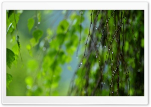 Wet Twigs, Summer Ultra HD Wallpaper for 4K UHD Widescreen desktop, tablet & smartphone