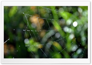 Wet Web Ultra HD Wallpaper for 4K UHD Widescreen desktop, tablet & smartphone