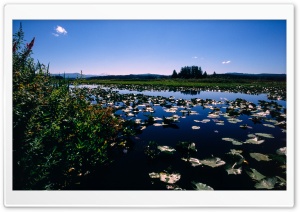 Wetlands Ultra HD Wallpaper for 4K UHD Widescreen desktop, tablet & smartphone