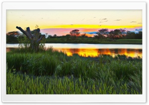 Wetlands Hallucination Ultra HD Wallpaper for 4K UHD Widescreen desktop, tablet & smartphone