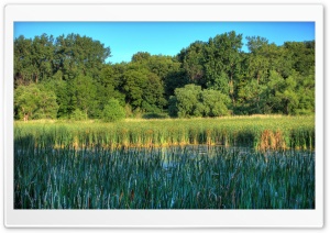 Wetlands in the Minnesota Valley National Wildlife Refuge Ultra HD Wallpaper for 4K UHD Widescreen desktop, tablet & smartphone