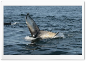 Whale Tail, Brier Island Ultra HD Wallpaper for 4K UHD Widescreen desktop, tablet & smartphone