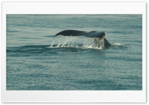 Whales tail Ultra HD Wallpaper for 4K UHD Widescreen desktop, tablet & smartphone