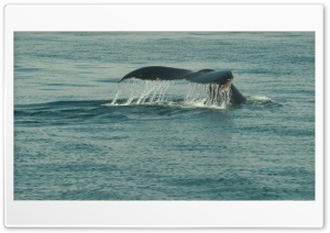 Whales tail Ultra HD Wallpaper for 4K UHD Widescreen Desktop, Lockscreen, Screensaver, TV, Tablet, Smartphone