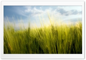 Wheat Ultra HD Wallpaper for 4K UHD Widescreen desktop, tablet & smartphone