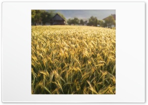 Wheat 4K UHD Wallpaper for Widescreen and UltraWide Desktop, UltraHD TV, Smartphone, Tablet