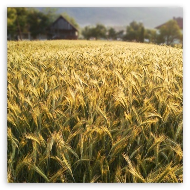 Wheat UltraHD Wallpaper for Tablet 1:1 ; Mobile 3:5 3:4 ;