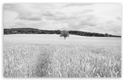 Wheat Field UltraHD Wallpaper for UHD 16:9 ; HD 16:9 ; UltraWide 32:10 ; Widescreen 16:10 5:3 ; Fullscreen 4:3 5:4 3:2 ; Tablet 1:1 ; Mobile 3:5 3:4 ; Dual 16:10 5:3 16:9 4:3 5:4 ;