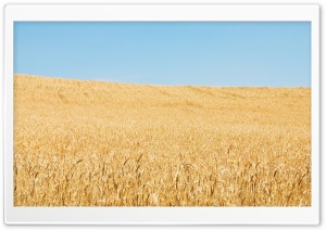 Wheat Field And Sky Ultra HD Wallpaper for 4K UHD Widescreen desktop, tablet & smartphone