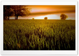 Wheat Field At Sunset Ultra HD Wallpaper for 4K UHD Widescreen desktop, tablet & smartphone