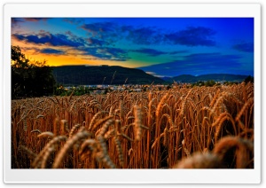 Wheat Field At Twilight Ultra HD Wallpaper for 4K UHD Widescreen desktop, tablet & smartphone