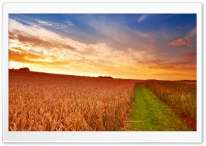 Wheat Field Path Ultra HD Wallpaper for 4K UHD Widescreen desktop, tablet & smartphone