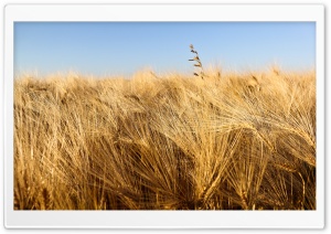 Wheat Field Ready For Harvesting Under Blue Sky Ultra HD Wallpaper for 4K UHD Widescreen desktop, tablet & smartphone