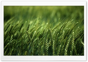 Wheat Field, Summer Ultra HD Wallpaper for 4K UHD Widescreen desktop, tablet & smartphone